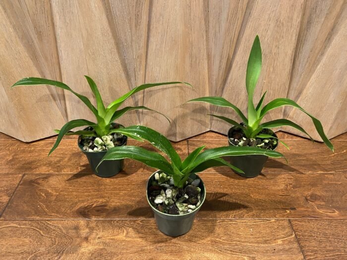 Phrag. QF Halia (Phrag. QF Kamakakilo Tyler x Phrag. kovachii 'Ekolu')  (5" pot) - Image 2