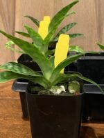 Paph. urbanianum x violascens (2" pot) - Image 4