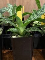 Paph. urbanianum x violascens (2" pot) - Image 8