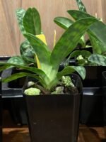 Paph. urbanianum x violascens (2" pot) - Image 6