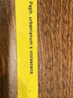 Paph. urbanianum x violascens (2" pot) - Image 10