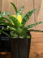 Paph. urbanianum x violascens (2" pot) - Image 9