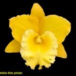 Rlc. Corinne Akatsuka 'Volcano Queen'  (2" pot)