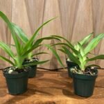 Phrag. Ula'ula (Phrag. Eric Young 'R.F' x Phrag. Haley Decker #1) (5" pot)