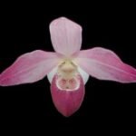 Phrag. Sarah Beth (Magdalene Rose x Schlimii (3.5" pot)