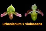Paph. urbanianum x violascens (2" pot)