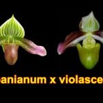 Paph. urbanianum x violascens (2" pot)