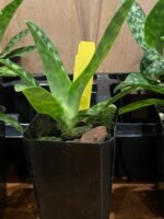 Paph. urbanianum x violascens (2" pot) - Image 5