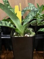 Paph. urbanianum x violascens (2" pot) - Image 7