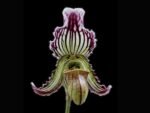 Paph. fairrieanum (2" pot)