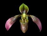Paph. Rosy Egret (Paph. appletonianum x Paph. acmodontum) BLOOMING SIZE (3.5" pot)