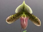 Paph. Delightfully Contrasting IN BLOOM (3.5" pot)