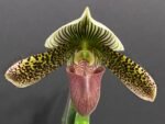 Paph. Delightfully Contrasting IN BLOOM (3.5" pot) - Image 3