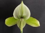 Paph. Delightfully Contrasting IN BLOOM (3.5" pot) - Image 4