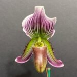 Paphiopedilum Vexillarium (barbatum v. nigritum x fairrieanum) (2” Pot)