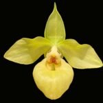 Paphiopedilum Norito Hasewaga  (2.5" pot)