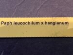 In Bloom Paph. leucochilum x hangianum Large Flower (2" pot) - Image 8