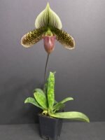 Paph. Delightfully Contrasting IN BLOOM (3.5" pot) - Image 5