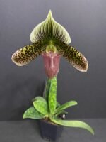 Paph. Delightfully Contrasting IN BLOOM (3.5" pot) - Image 6