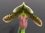 Paph. Delightfully Contrasting IN BLOOM (3.5" pot) - Image 2