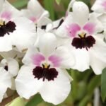 Miltoniopsis Lillian Nakamoto (3.5" Pot)