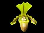 Paph. spicerianum 'Green Hat' x self (2" pot)