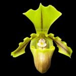 Paph. spicerianum 'Green Hat' x self (2" pot)