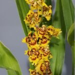 IN BLOOM Wilsonara Pacific Passage 'Peach Cobbler' (4.5" pot)