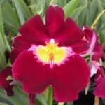 IN SPIKE - Miltoniopsis Hearts of Gold (3.5" Pot)