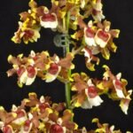 Fragrant Oncidioda Jimbo 'Swarm' Blooming Size (3.5" pot)