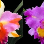 Rlc. Amazing Thailand x C. Mackie's Flare Blooming Size (5" pot)