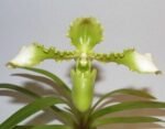 Paph. hirsutissimum var. esquirolei var. album (3.5” pot)