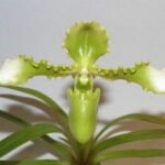 Paph. hirsutissimum var. esquirolei var. album (3.5” pot)