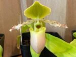 Paph. Avalon Mist ‘Midor’ x Pinocchio tipo ‘C.H. #1’ (Sequential Blooms, 3.5” pot)
