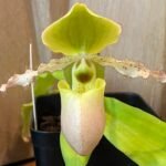 Paph. Avalon Mist ‘Midor’ x Pinocchio tipo ‘C.H. #1’ (Sequential Blooms, 3.5” pot)