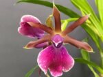 IN BLOOMING Zygopentallum Rhein Moonlight x Zygopentallum Blue Eyes Blooming Size (3.5" pot) - Image 2