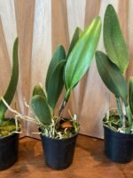 FRAGRANT- Blc. Dewey Forest 'Kudos' (5" pot) - Image 6