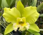 FRAGRANT- Blc. Dewey Forest 'Kudos' (5" pot)