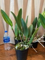 FRAGRANT- Blc. Dewey Forest 'Kudos' (5" pot) - Image 10