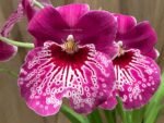 DOUBLE SPIKES Miltonia Morris Chestnut (3.5" pot)