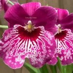 DOUBLE SPIKES Miltonia Morris Chestnut (3.5" pot)