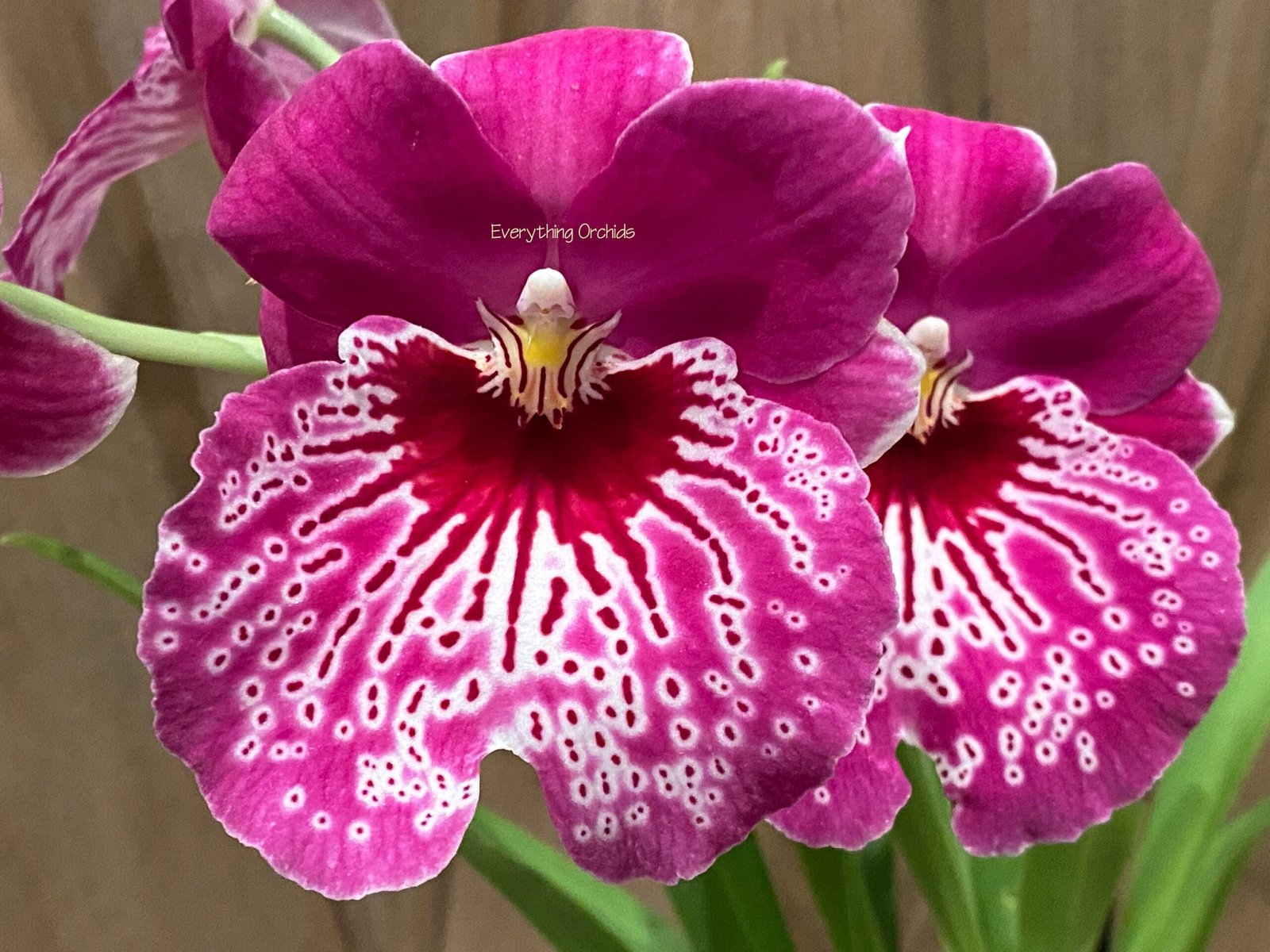 il_fullxfull.3765547691_ki95.jpg DOUBLE SPIKES Miltonia Morris Chestnut (3.5" pot) - Image 1