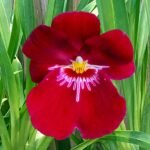 IN SPIKE Miltoniopsis Bert Fields 'Crimson Glow’ Multi Growths (3.5" Pot)