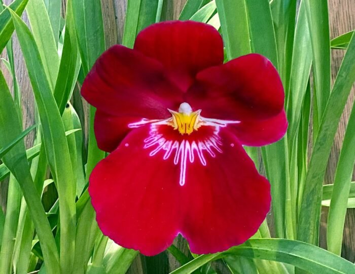 IN SPIKE Miltoniopsis Bert Fields 'Crimson Glow’ Multi Growths (3.5" Pot) - Image 1