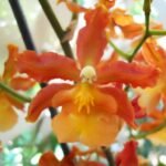 Odontocidium Catatante 'Pacific Sun Spots' Blooming Size (3.5" pot)