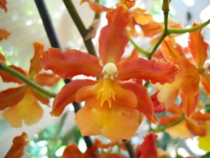 Odontocidium Catatante 'Pacific Sun Spots' Blooming Size (3.5" pot)