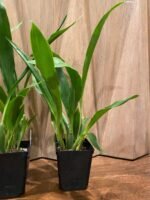 Galeopetalum Arlene Armour 'Conching' BLOOMING SIZE (3.5" pot) - Image 6