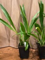 Galeopetalum Arlene Armour 'Conching' BLOOMING SIZE (3.5" pot) - Image 4