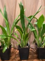 Galeopetalum Arlene Armour 'Conching' BLOOMING SIZE (3.5" pot) - Image 5