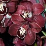 Cymbidium Cumberland Blues 'Dark Red' (5" pot)